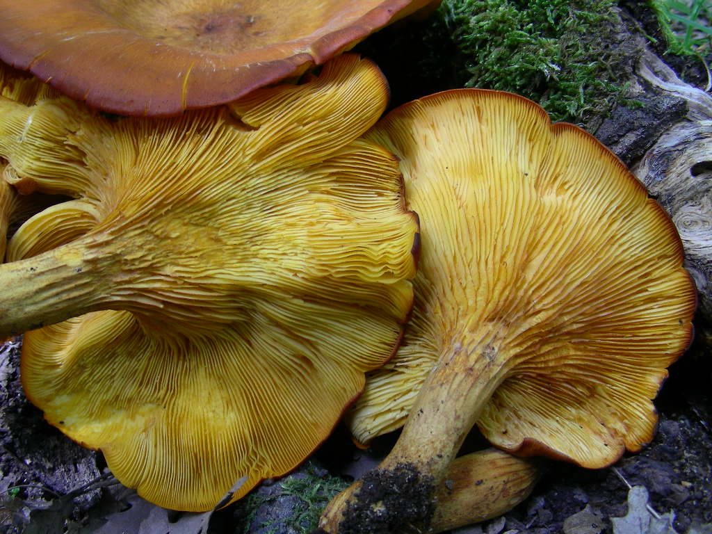 Variabilit di Omphalotus olearius